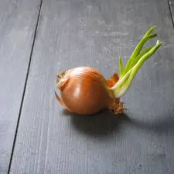 Onion (15)-1579267-34918.webp